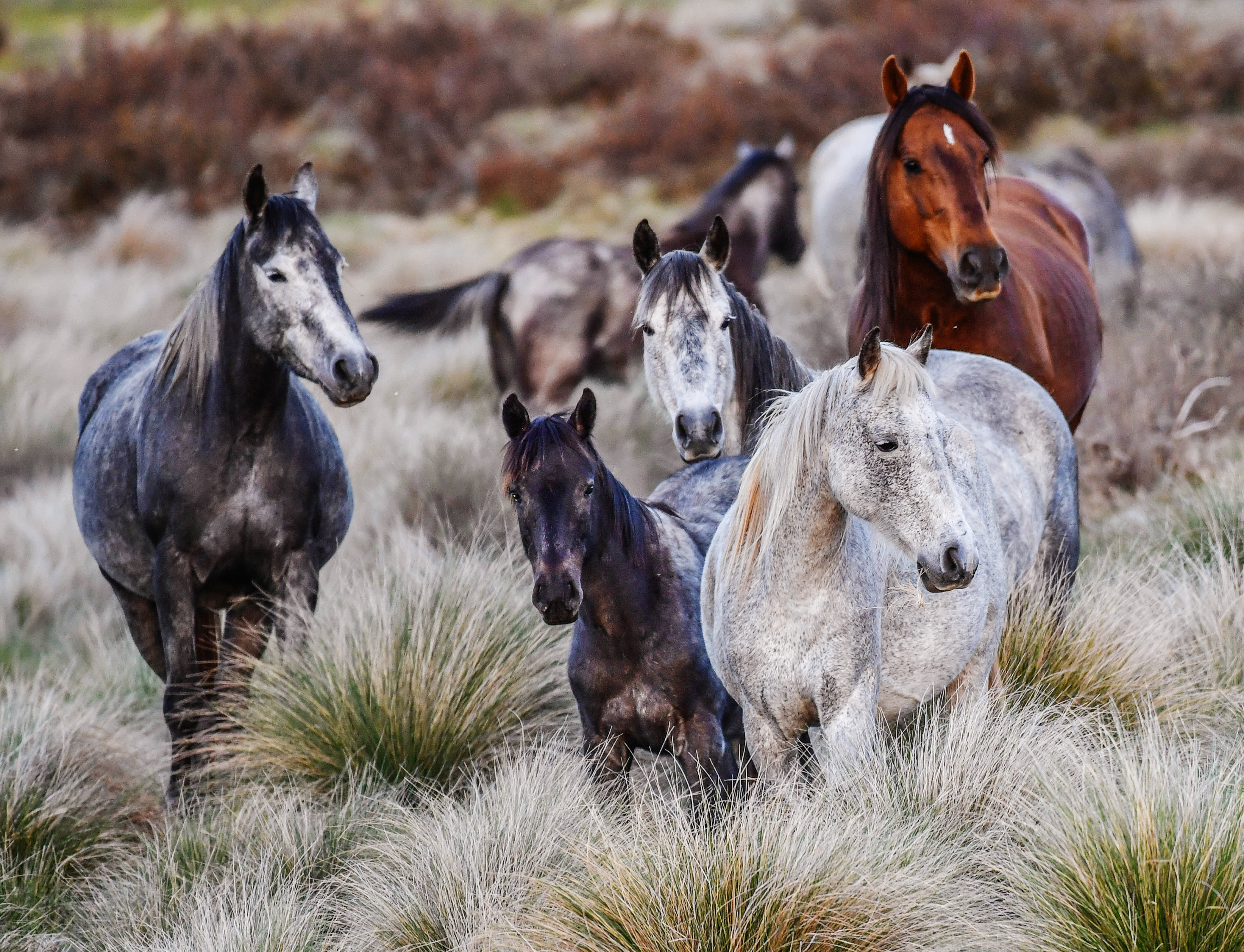 Brumby control update NSW government proposes aerial shooting to control brumby numbers