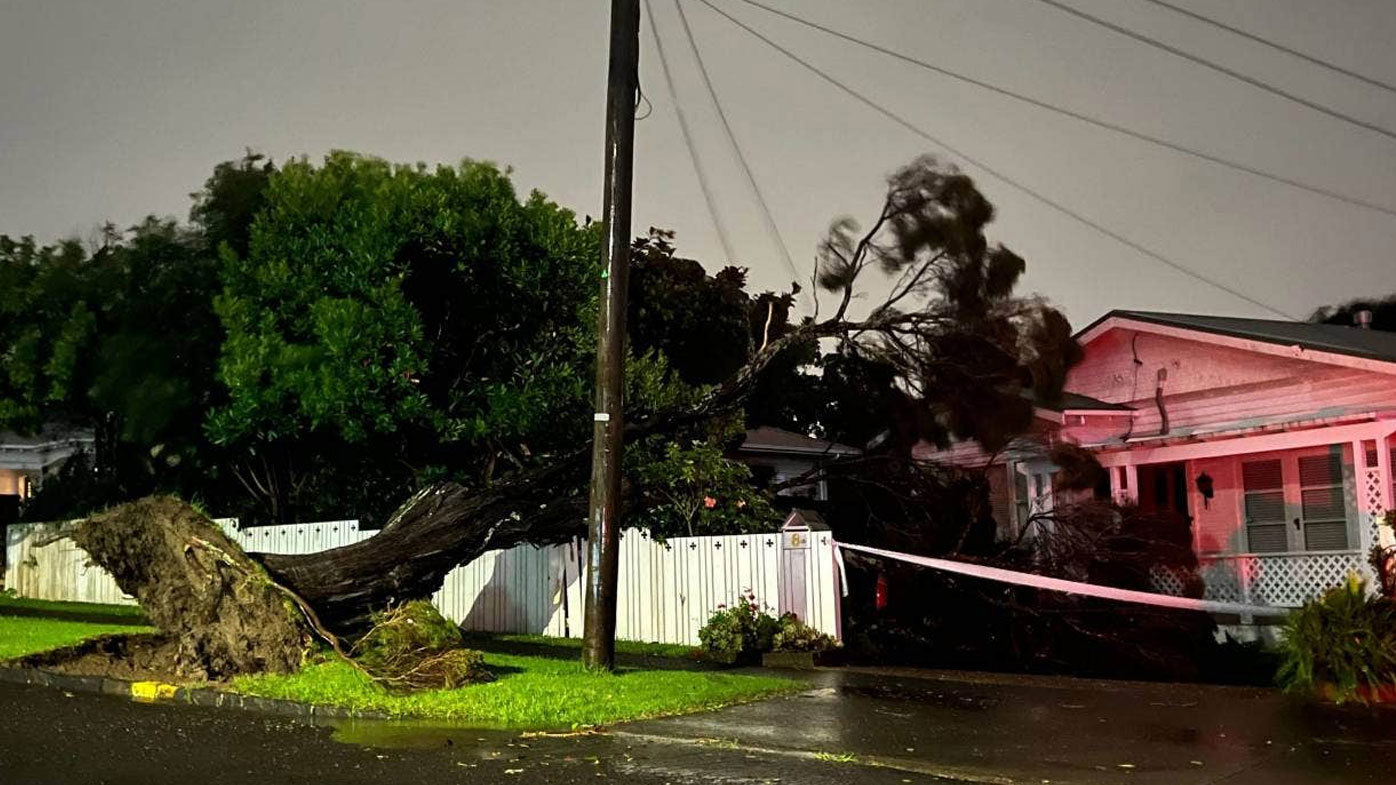 A tree is torn out of the ground in the Auckland suburb of Mt Albert.