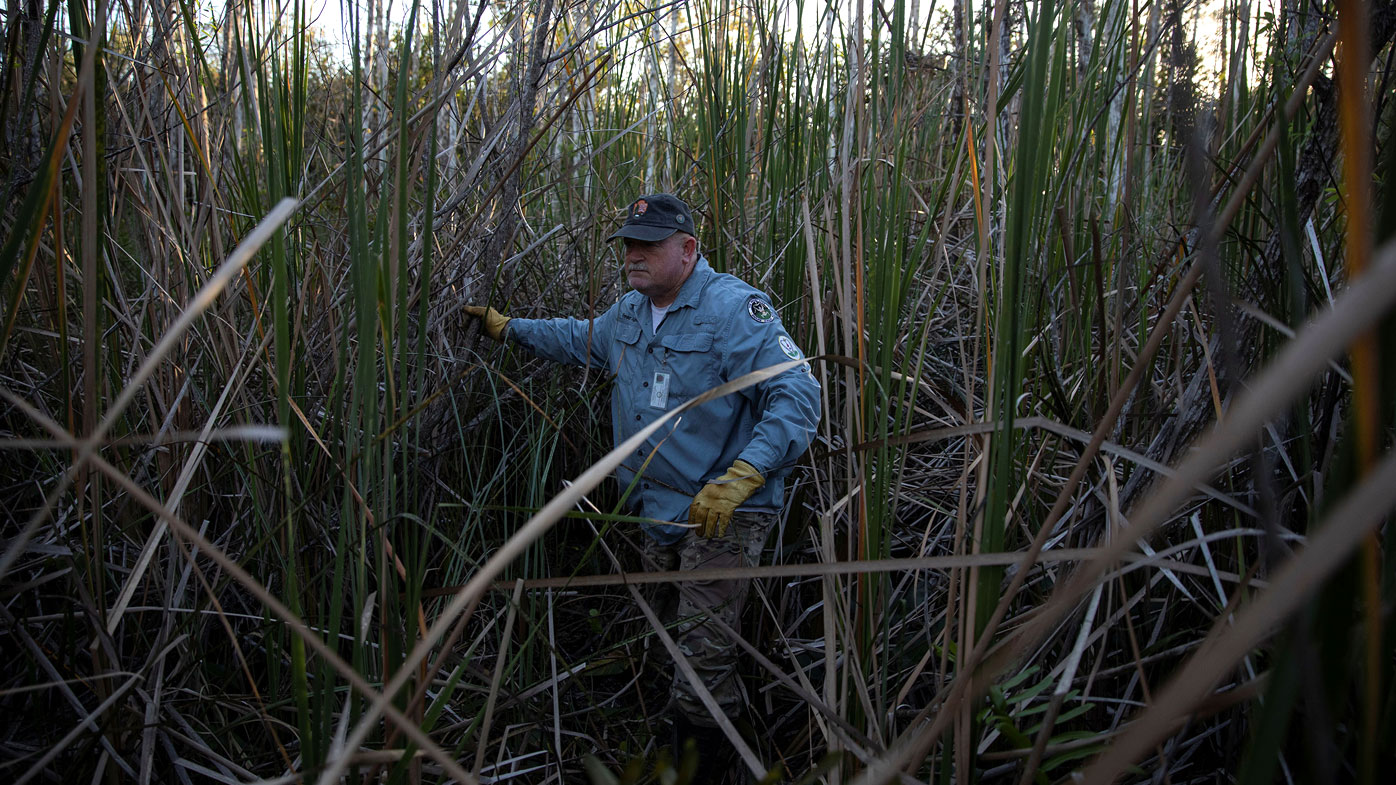 Thomas Aycock explora los Everglades mientras caza pitones birmanas en el desafío de 2020.