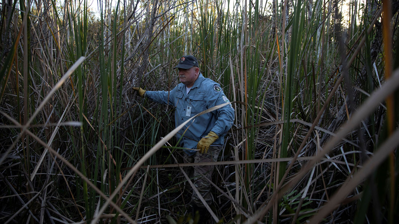 Thomas Aycock explores the Everglades as he hunts Burmese pythons in 2020's challenge.