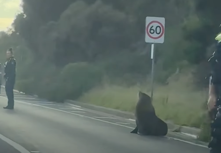 Sammy the seal blocks traffic in Mornington Peninsula