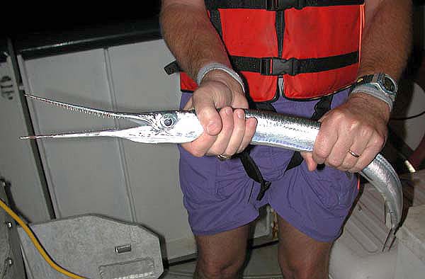 Needlefish. (2024, October 21). In Wikipedia.