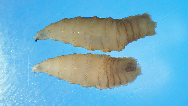 Two New World screwworm larvae.