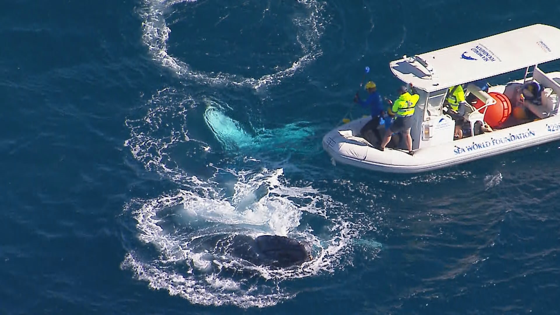 Whale freed from shark net off Gold Coast