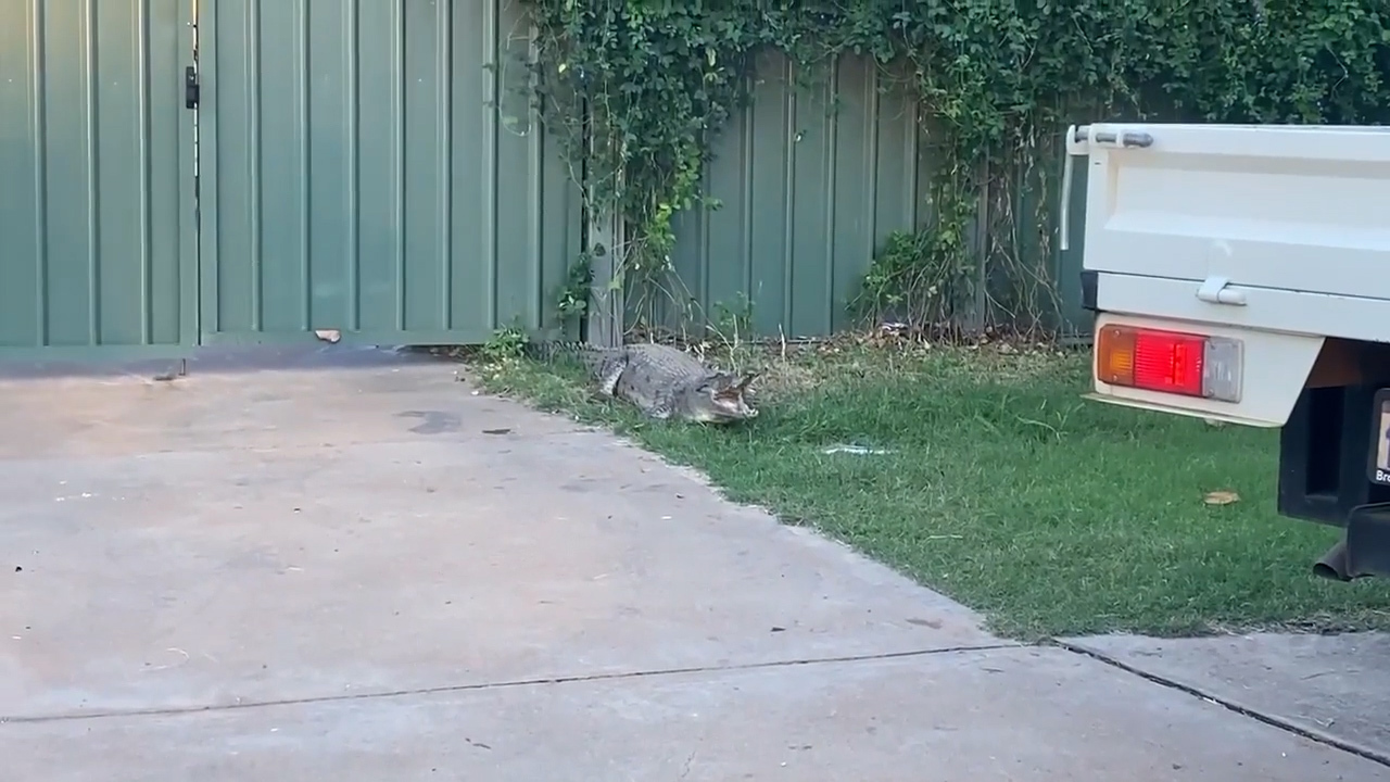 A three metre croc was on the loose in a western Australia town 