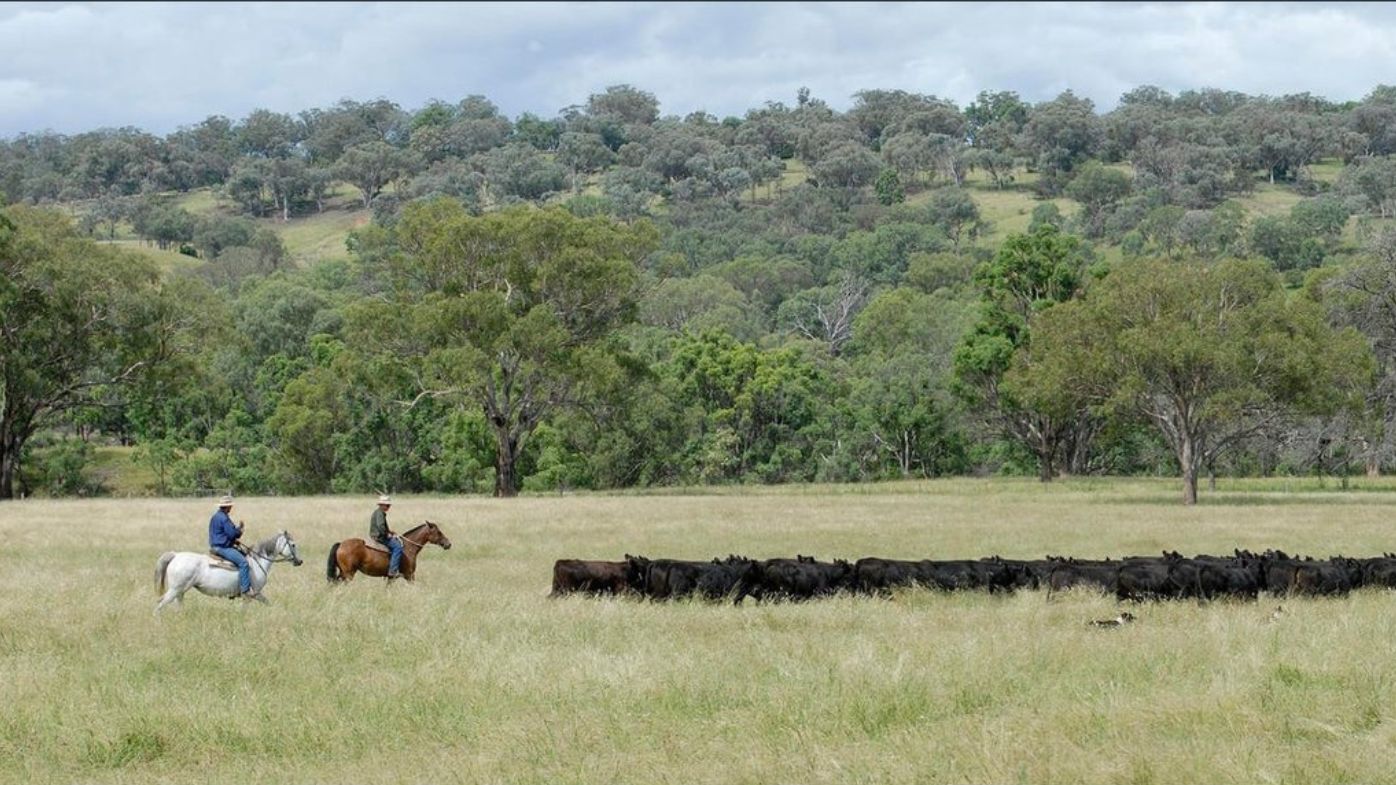 Barraba farm for sale real estate property Domain