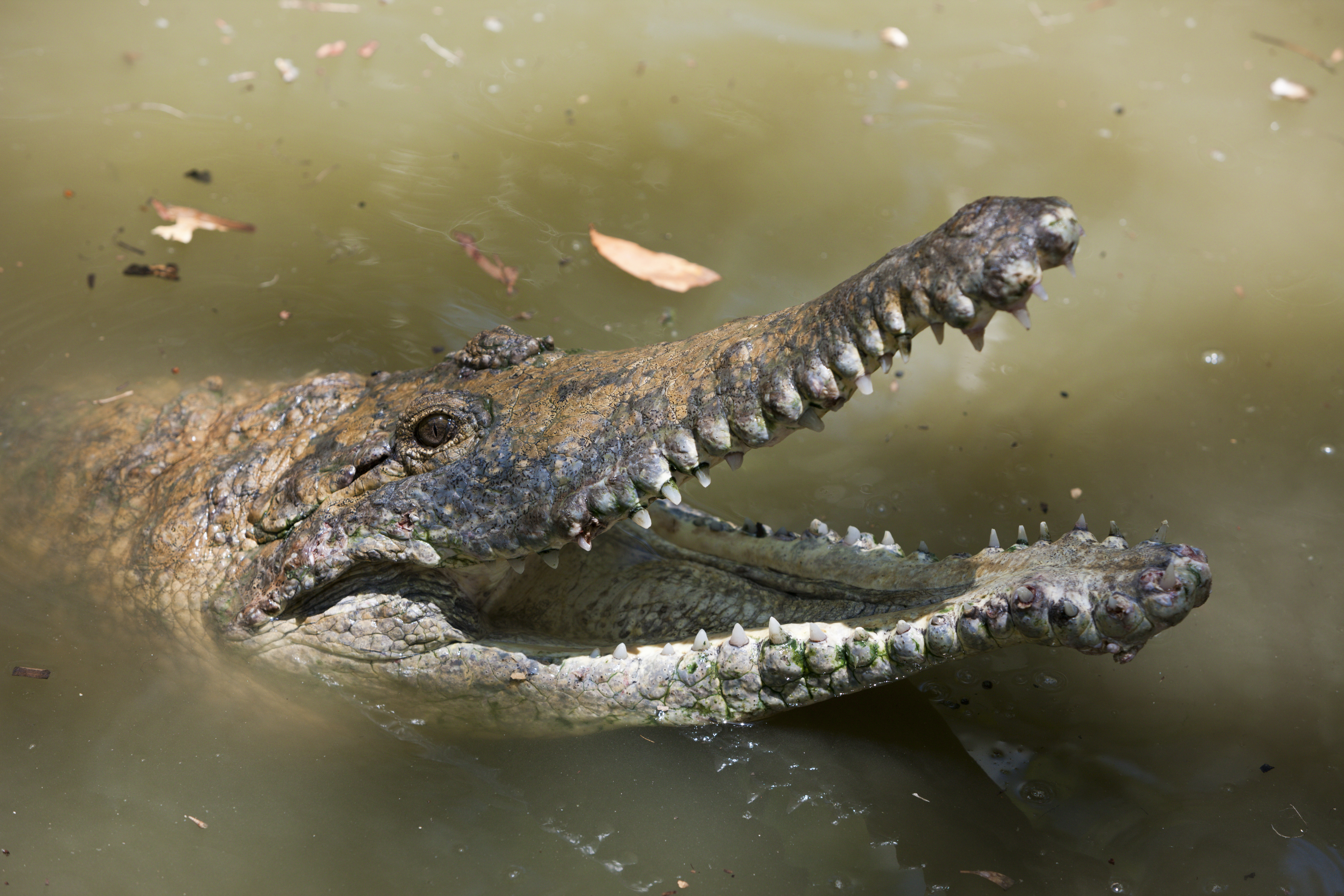 The croc-infested Fitzroy River in Rockhampton will host Brisbane 2032 rowing.