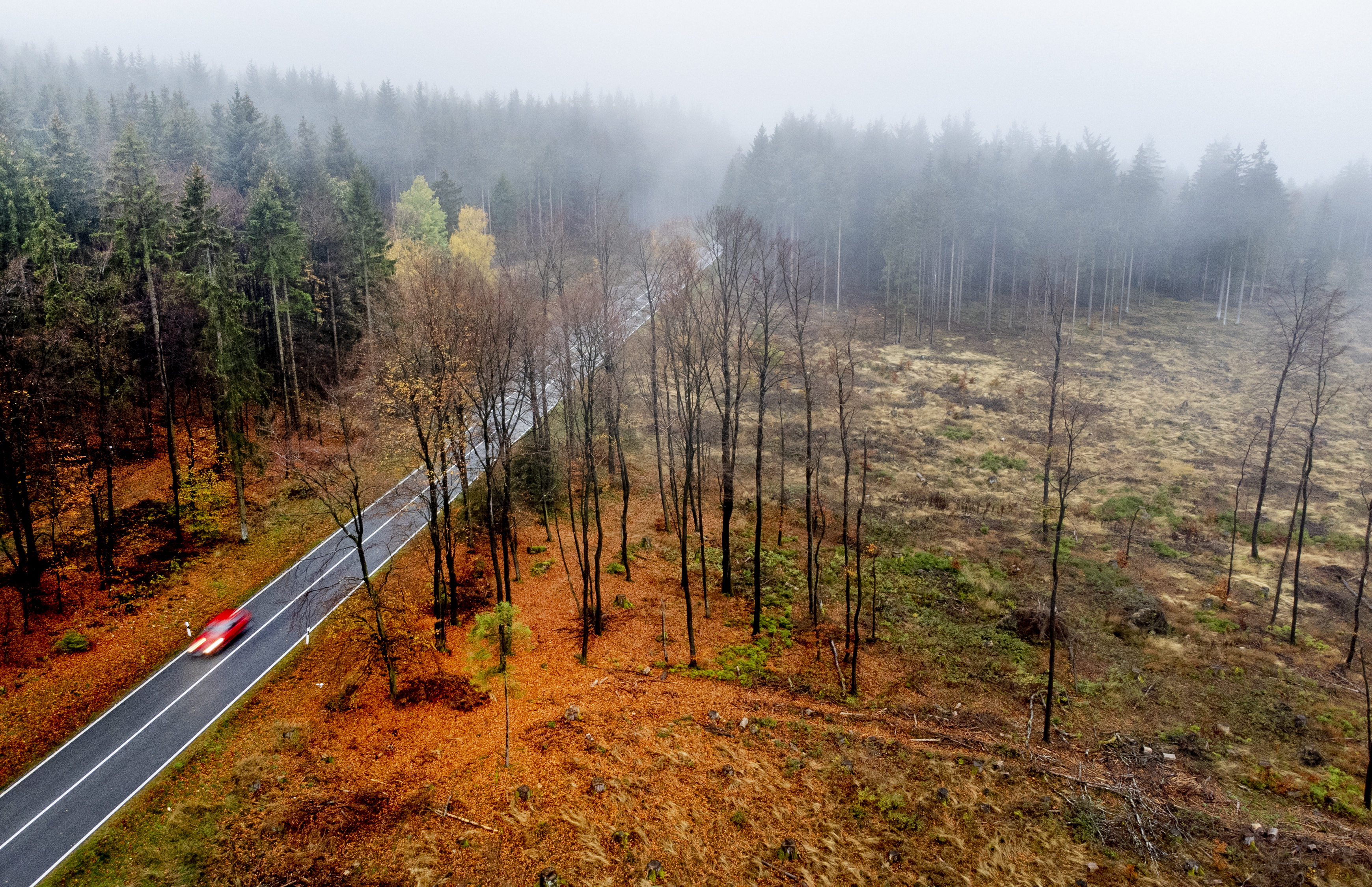 Trees stand on a partly cleared area in a forest of the Taunus region near Frankfurt, Germany, Tuesday, Nov. 1, 2022. (AP Photo/Michael Probst)