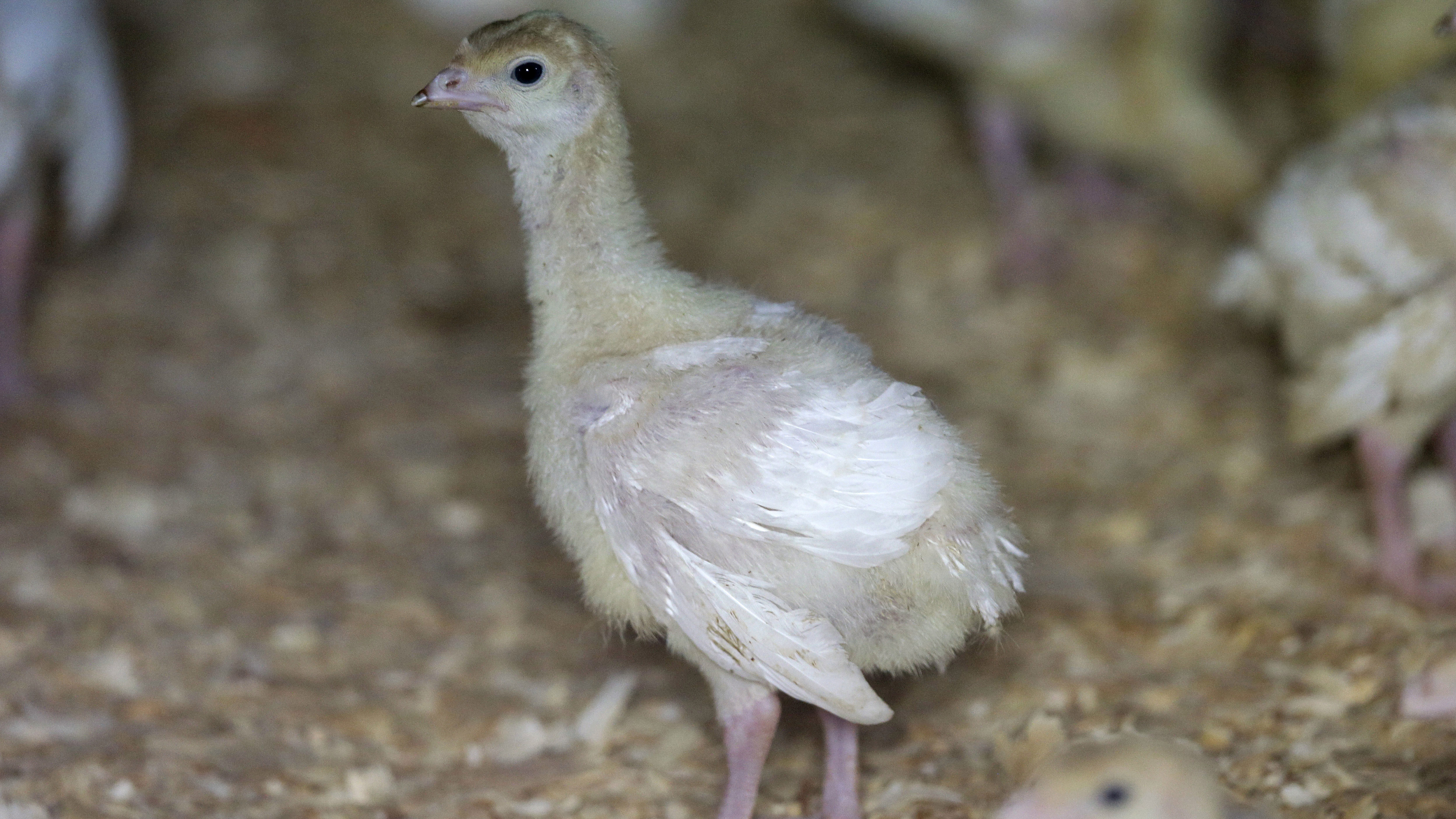 The case of Strange Bird: how did an African guineafowl end up living wild  on a Sydney street?, Australian bird of the year 2023