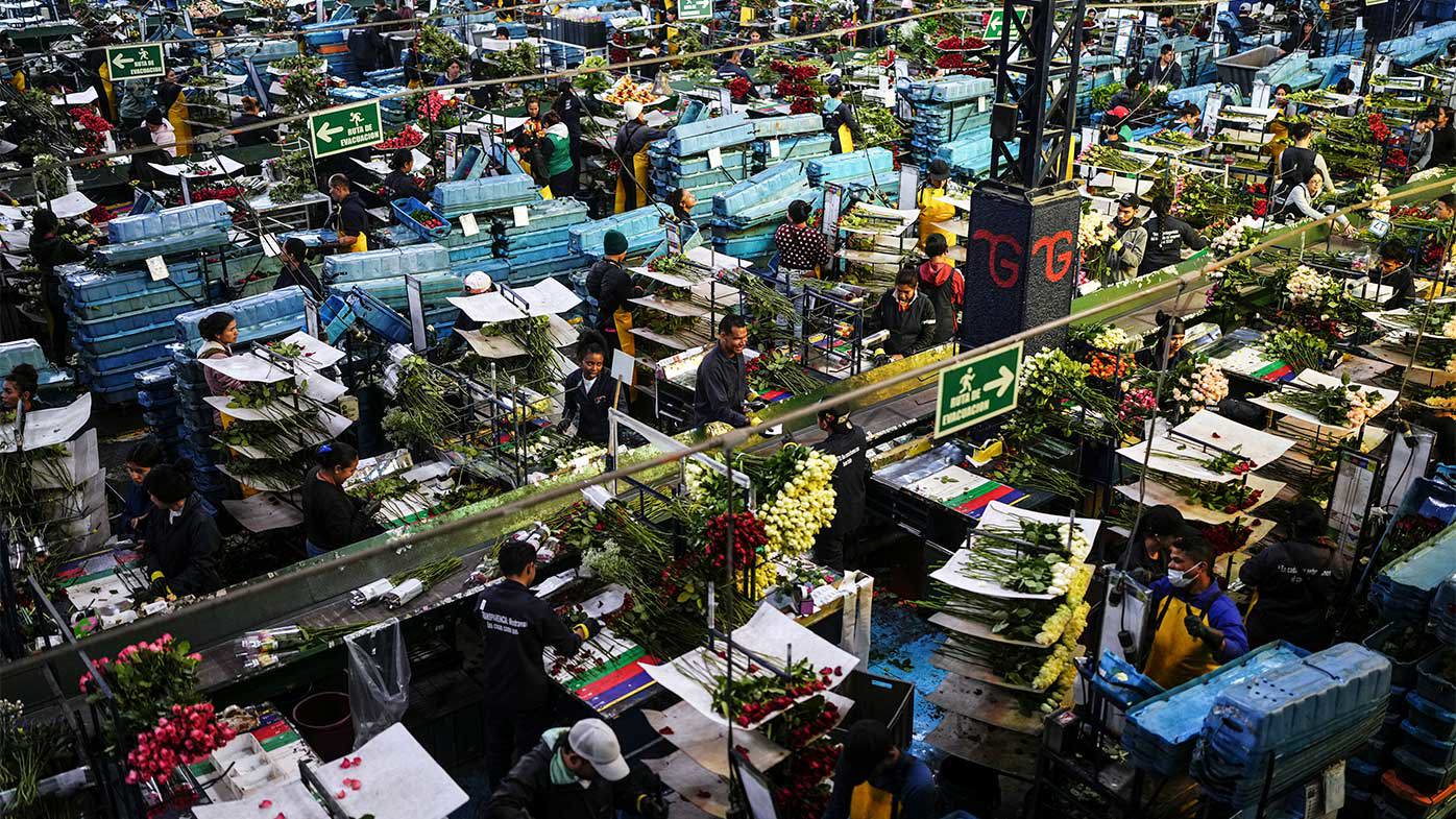 Un mercado colombiano que prepara flores para la exportación a los Estados Unidos.