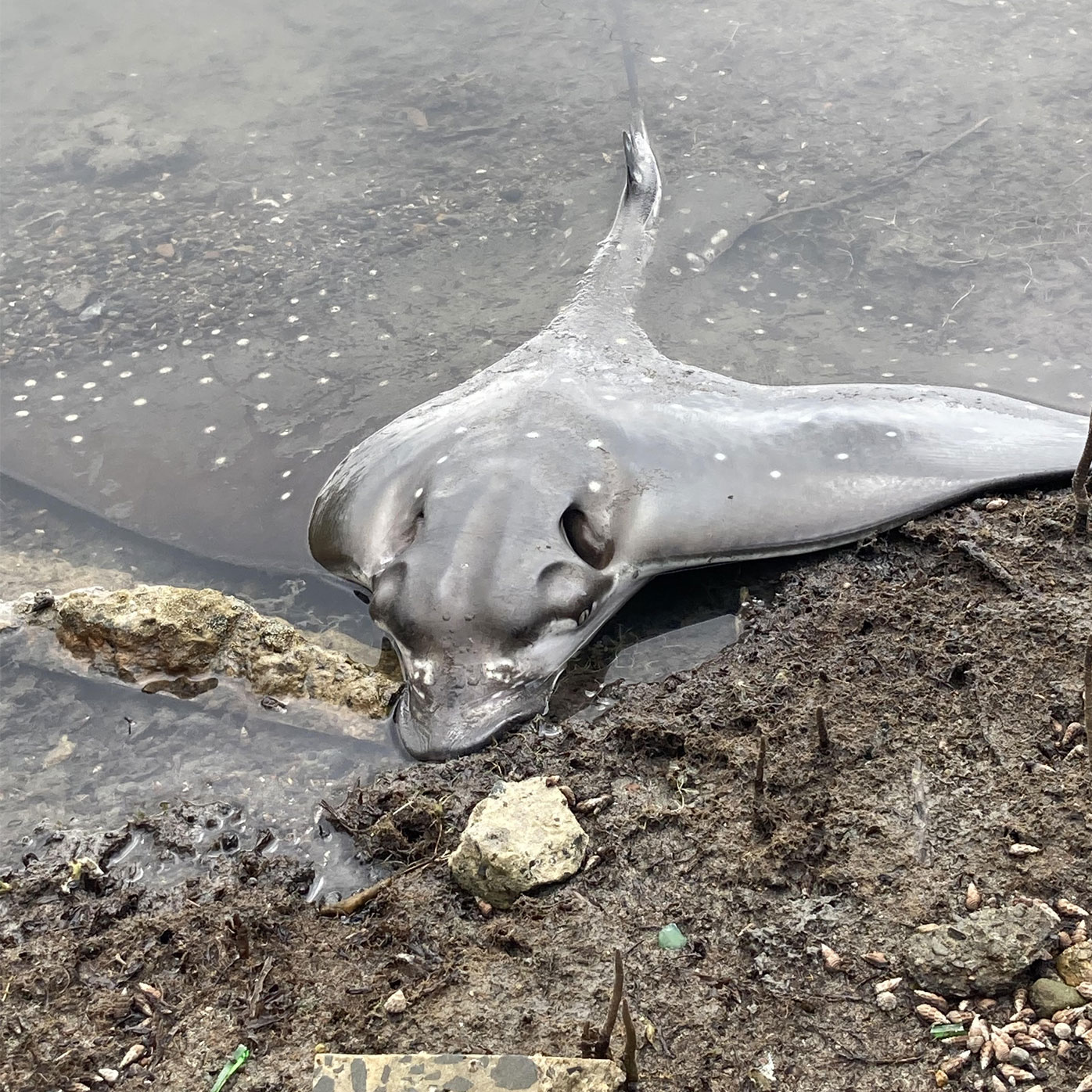 A white spotted eagle ray at Lake Macquarie.