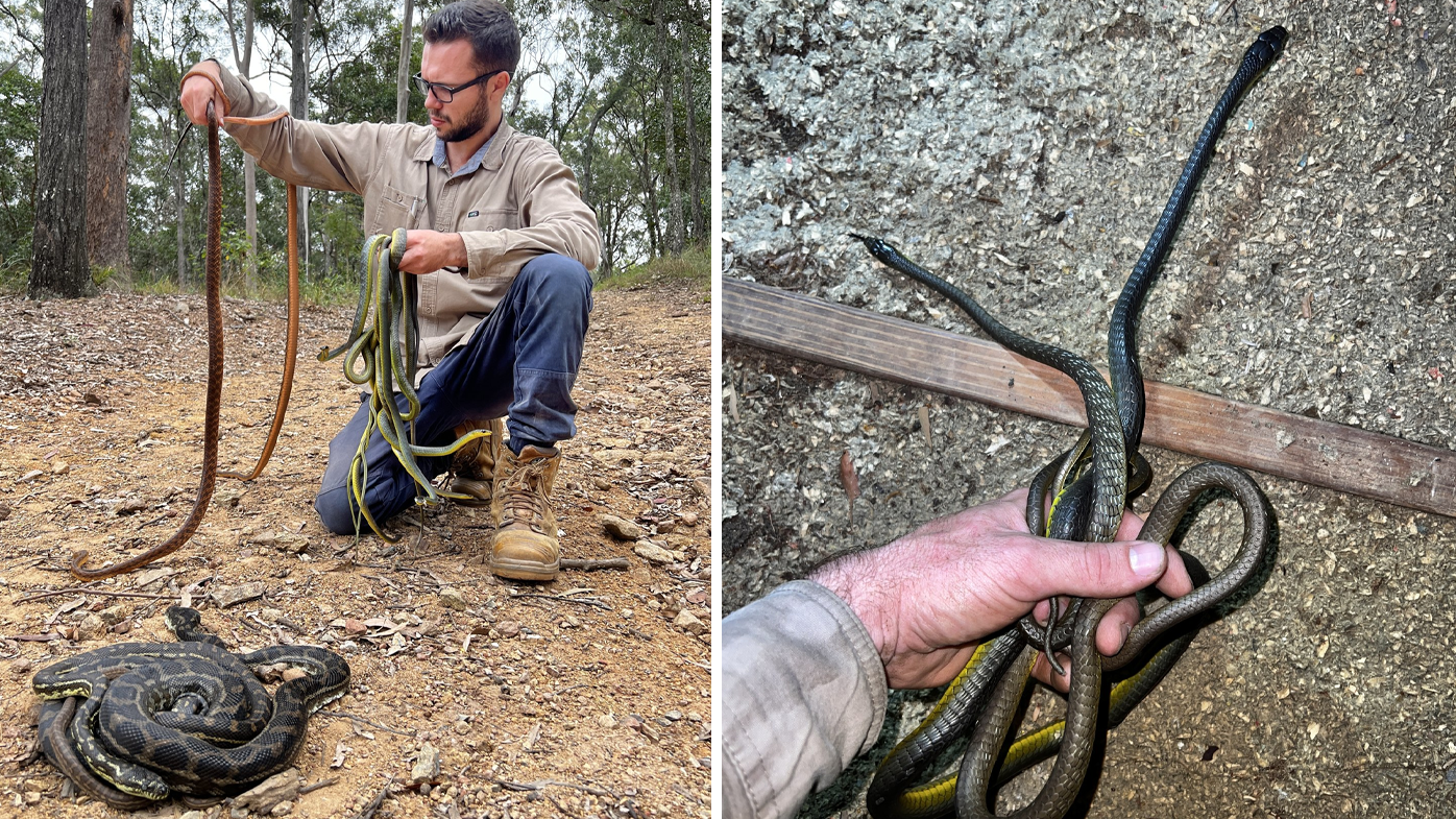 Mitch Thorburn said he's pulled out eight snakes from a ceiling several times before - but never 10.