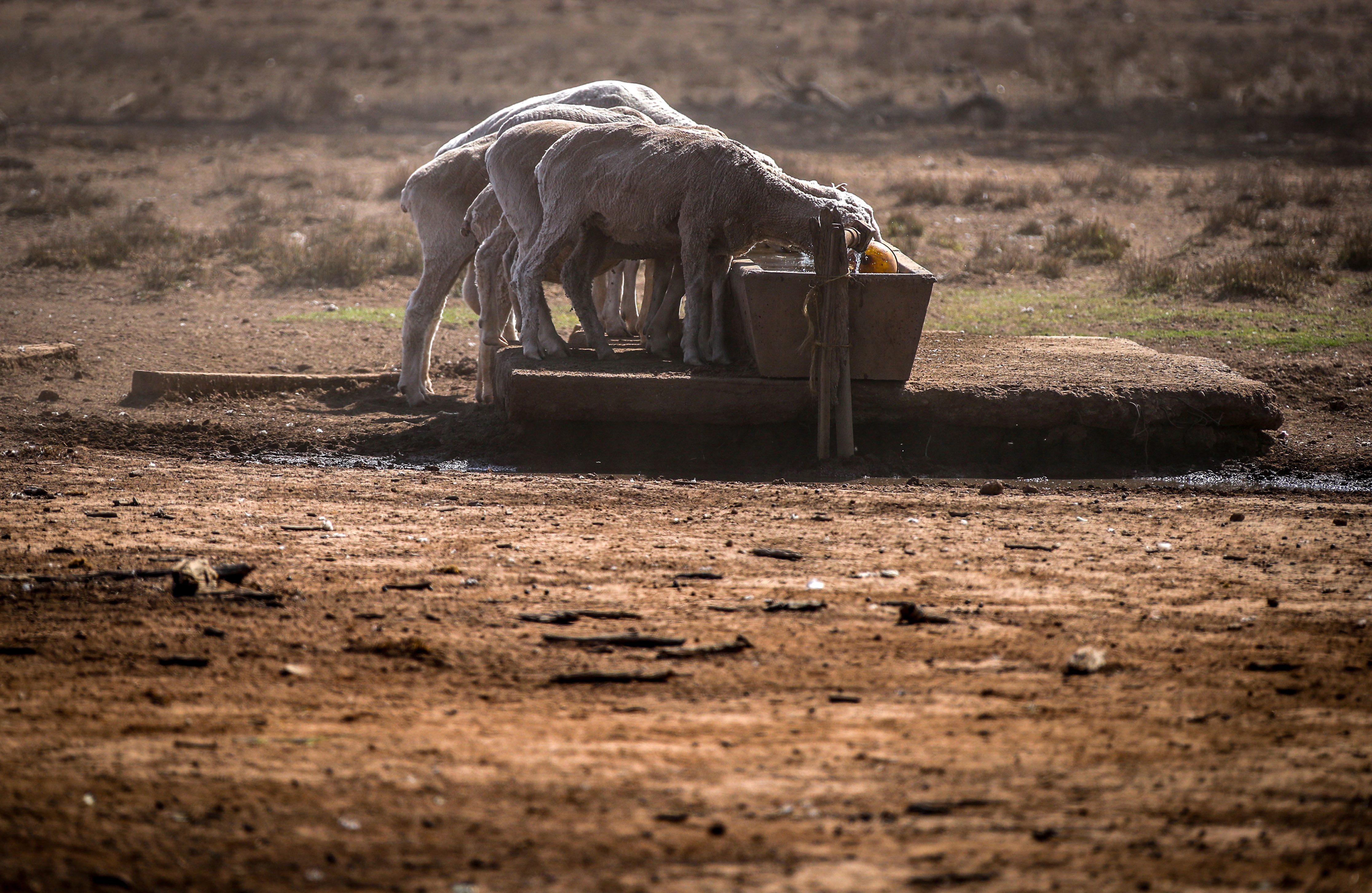 Sheep drink from a water trough during drought in NSW.