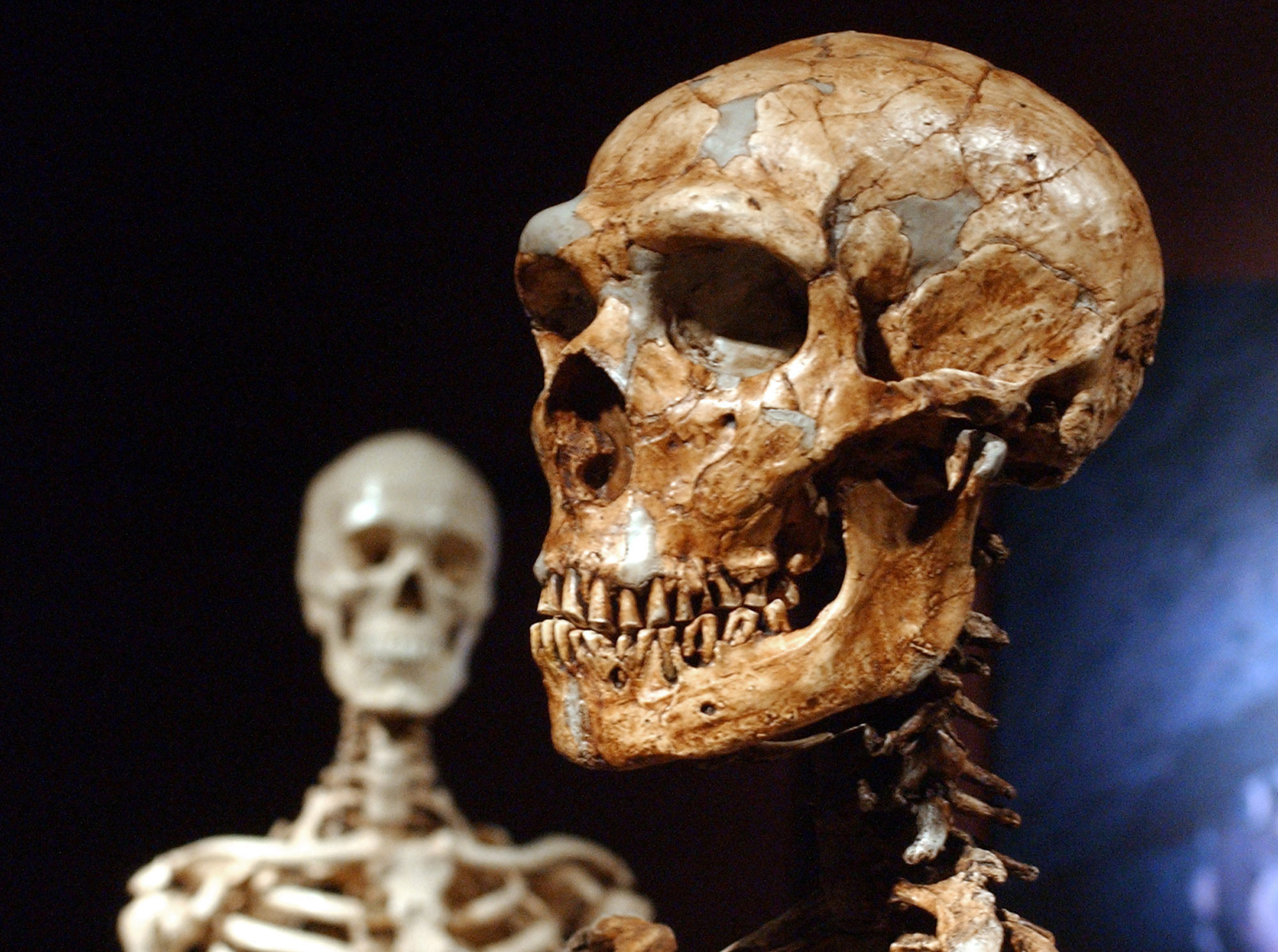 Much of the genes that help determine most peoples skin and hair are much more Neanderthal than not, according to two new studies that look at the DNA fossils hidden in the modern human genome. 