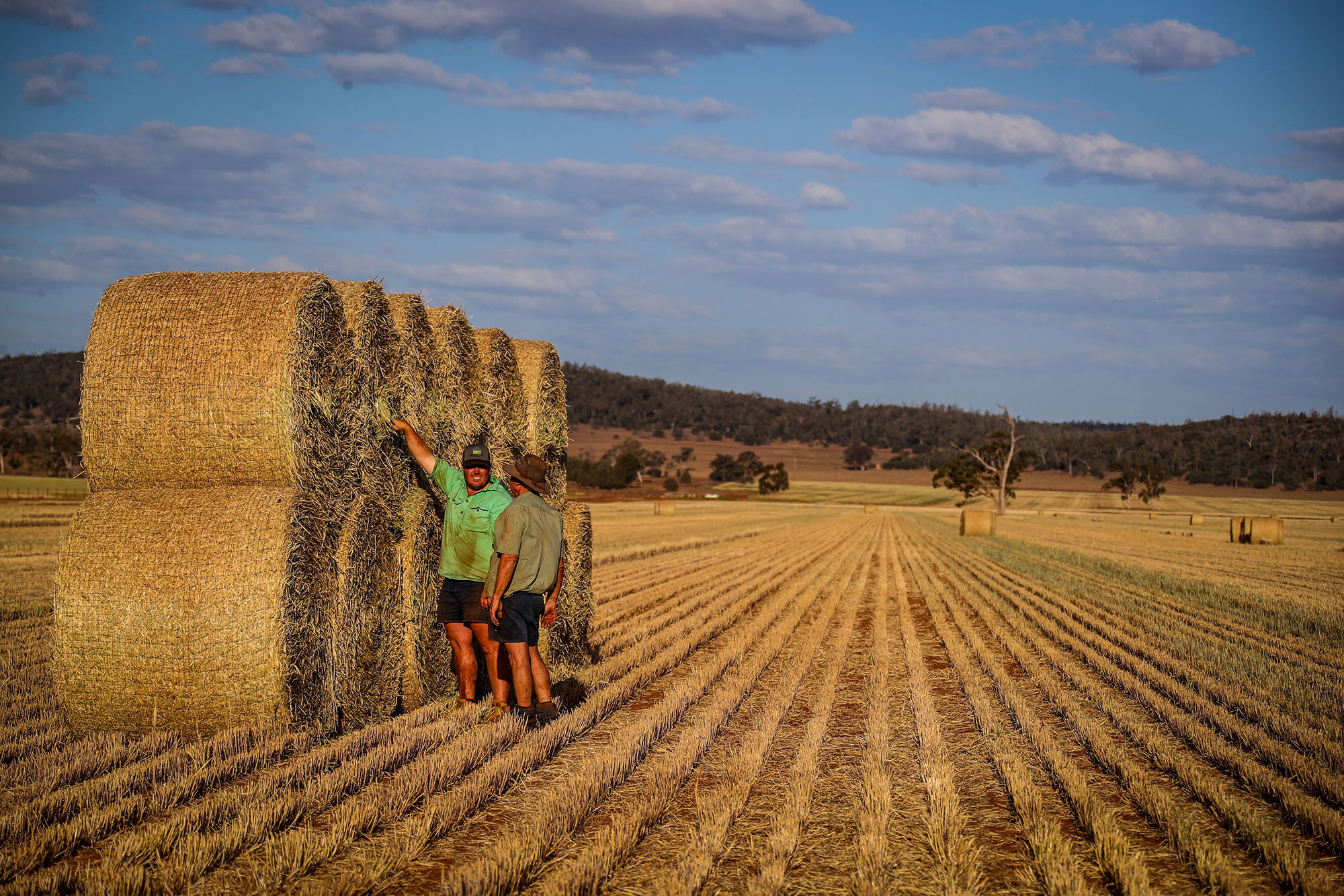 Farmers loads bails of hay onto a truck in a paddock containing a failed wheat crop during drought in NSW.