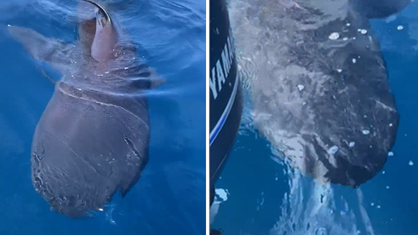 The video, filmed off San Diego, is the first recorded time two megamouths have been filmed together. 