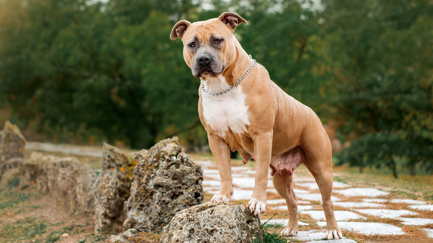 American staffy hot sale cross mastiff