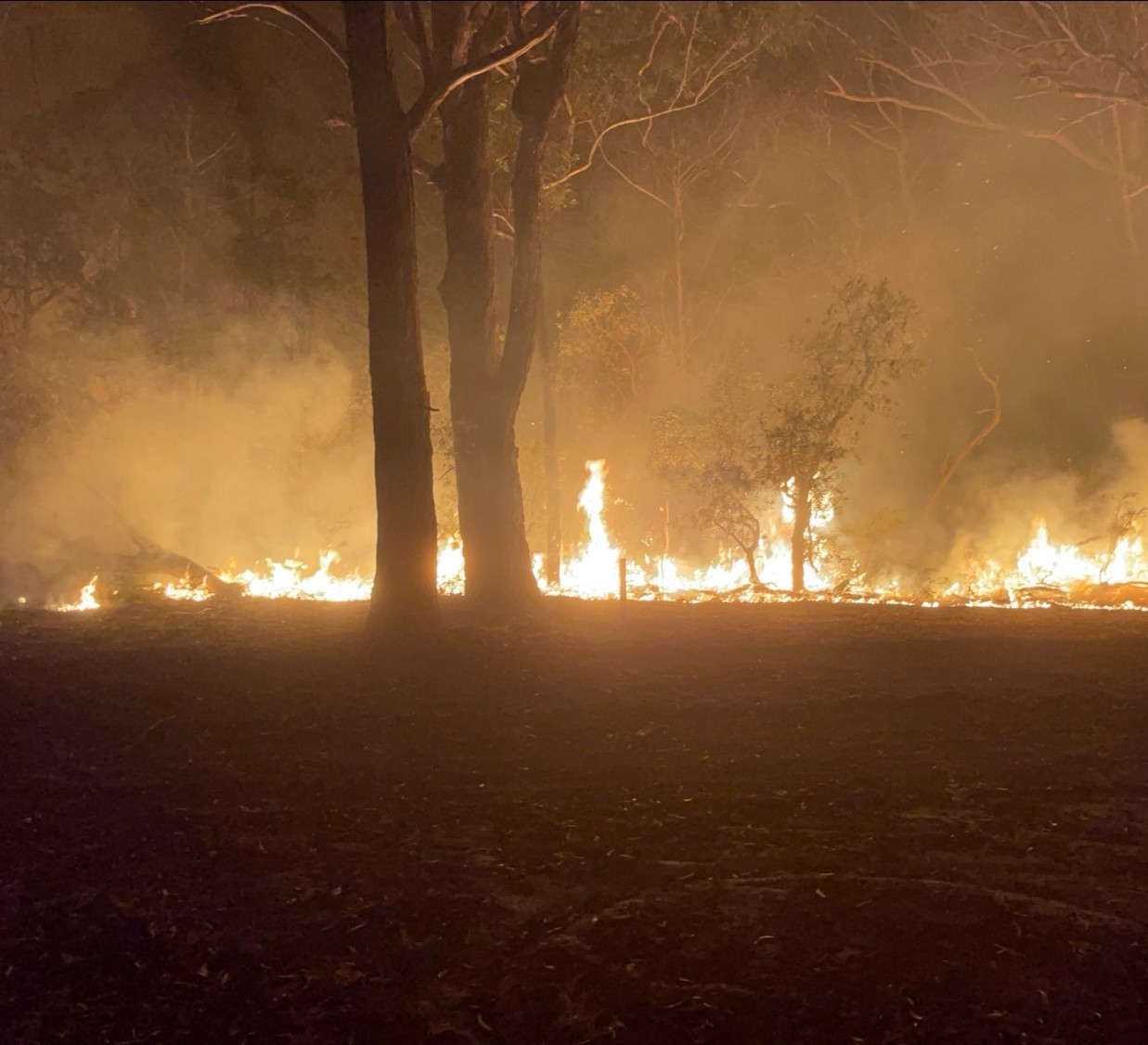 Fire crews conduct a backburn to protect properties from a bushfire in Nerong. 