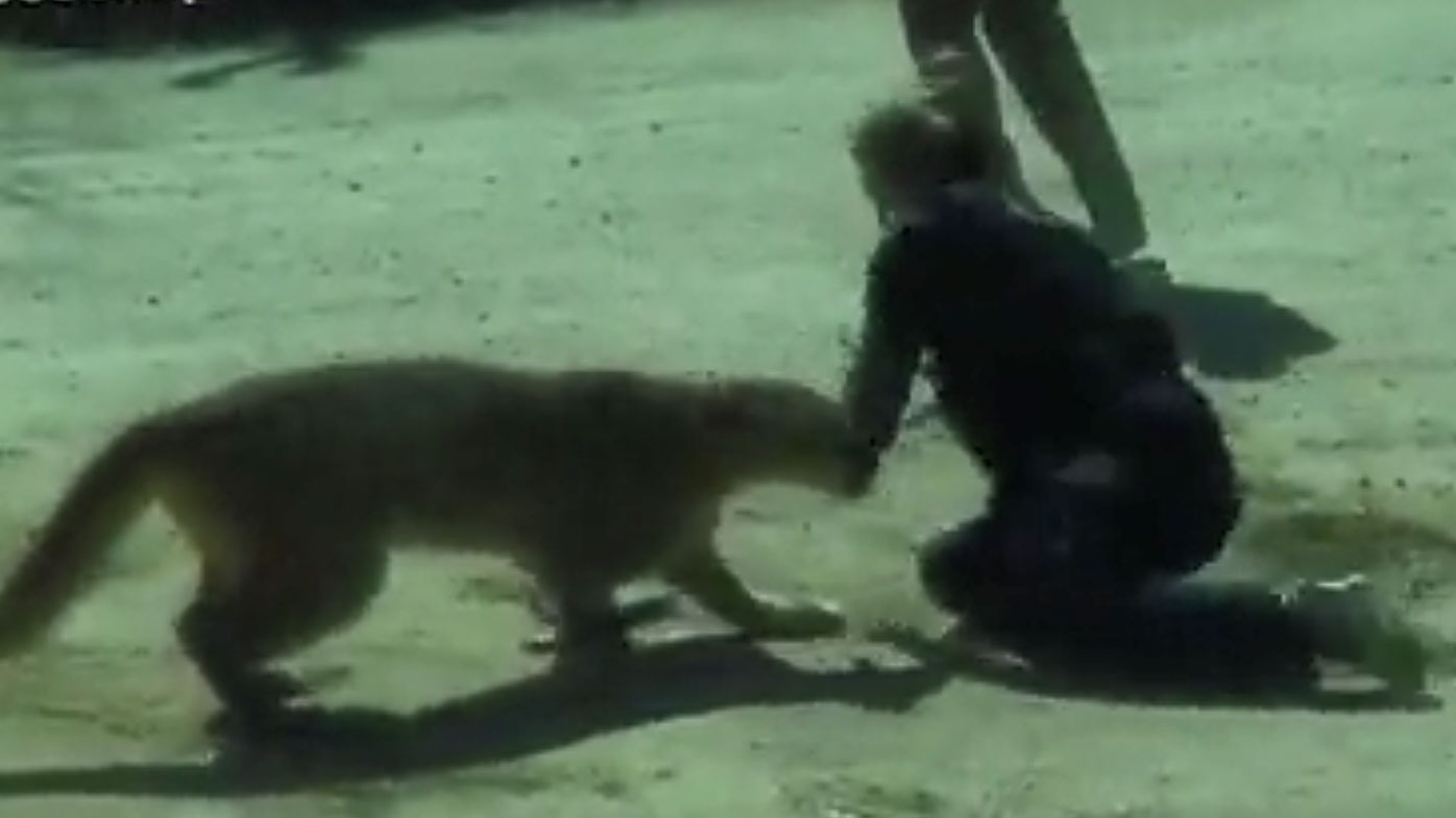 A deputy tries to fight off the mountain lion with his bare hands.