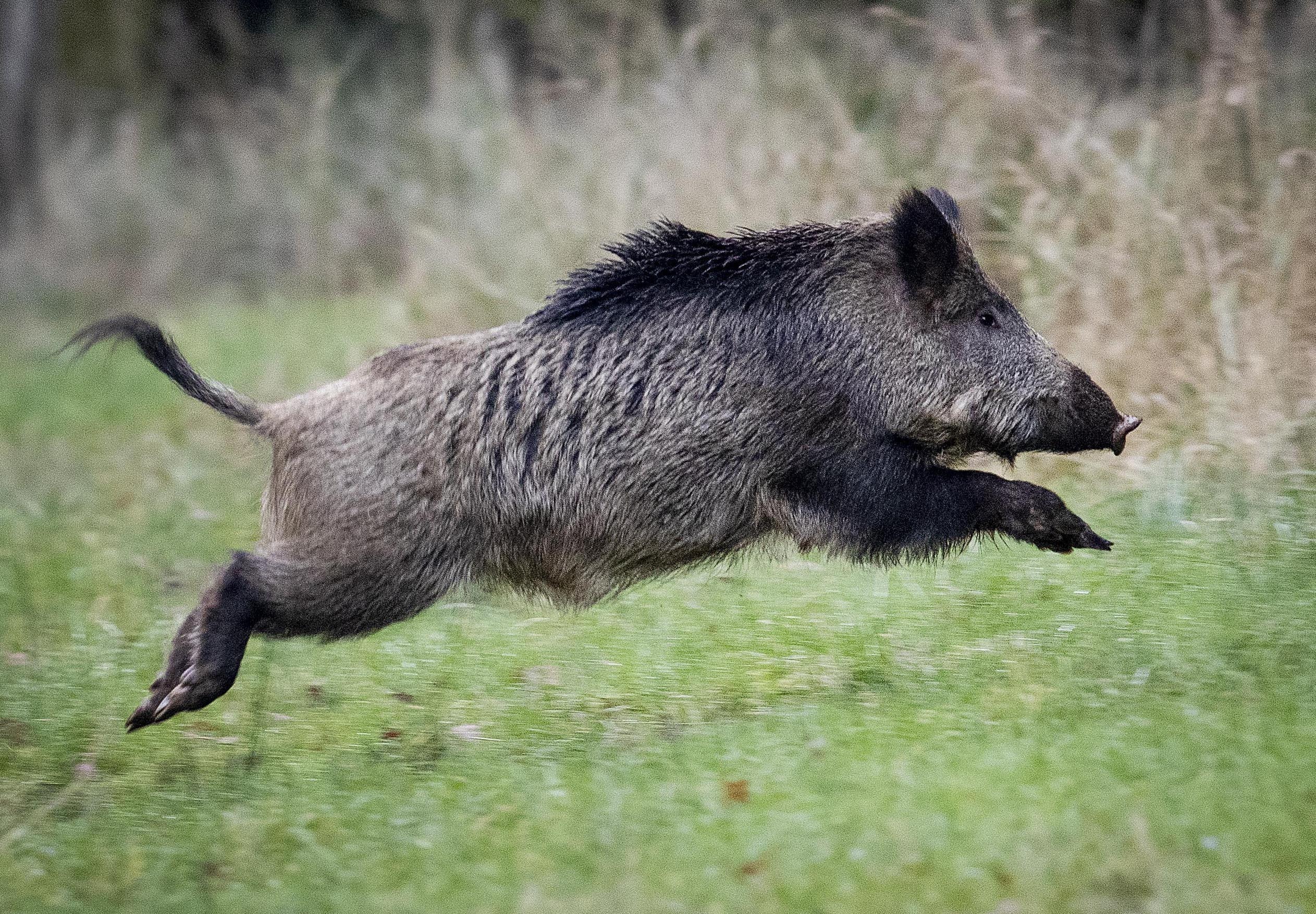 A wild boar runs over a glade in a forest in the Taunus region near Frankfurt, Germany, Friday, Nov.9, 2019. (AP Photo/Michael Probst)