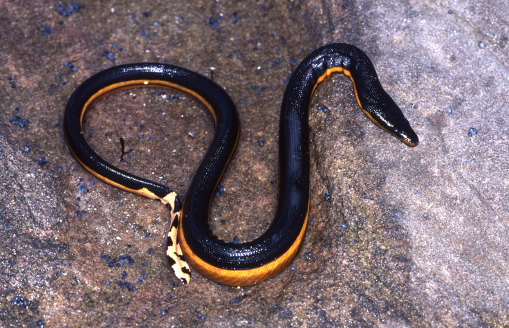 What Are the Most Venomous Sea Snakes in the World?