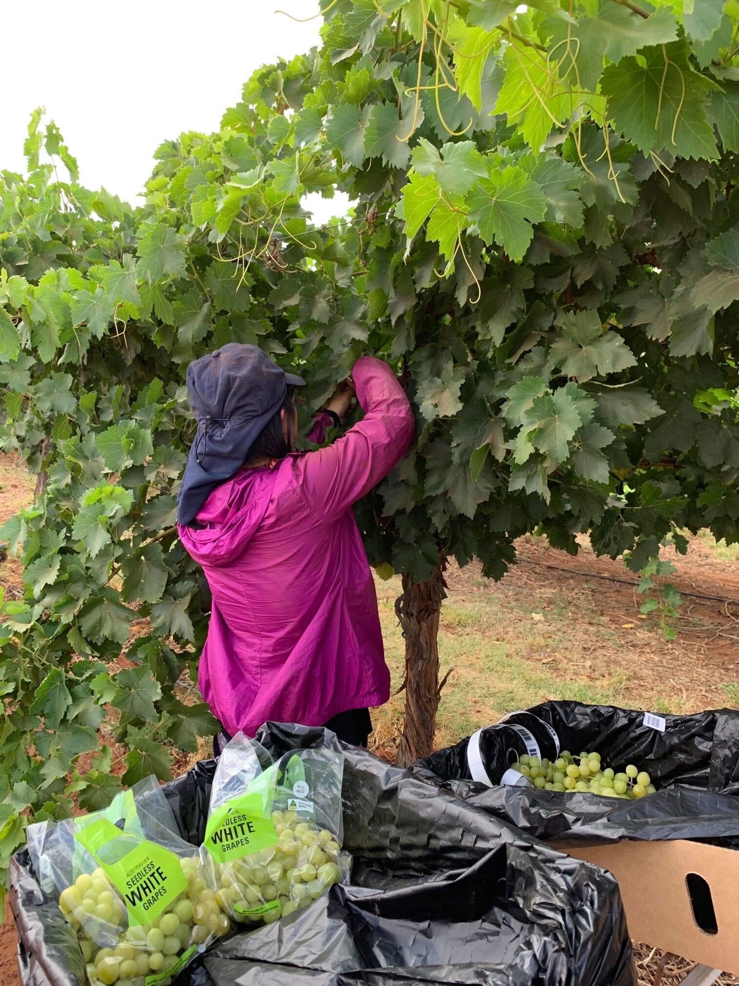 Richie Hayes started﻿ Rocky Hill Table Grapes near Alcie Spring in 2002 but had to close the business after "unachievable" standards from Woolworths and Coles