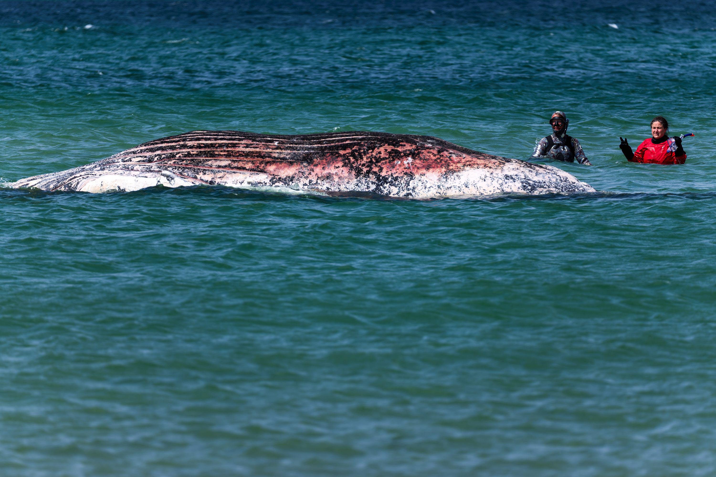 Why the Million Dollar Rescue of Timmy the Humpback Whale Was Always a Bad Idea