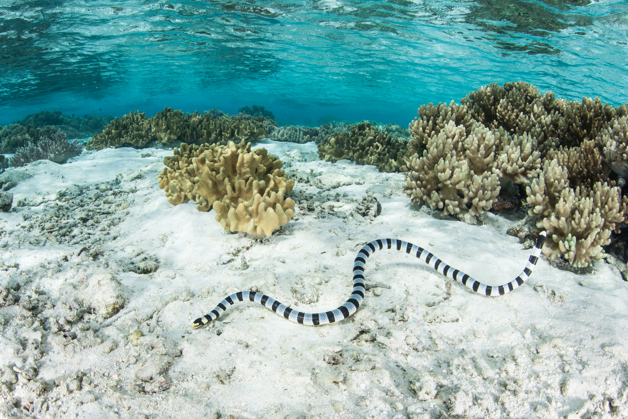 In this file photo, a banded sea krait is seen swimming in the shallows in the Solomon Islands. 