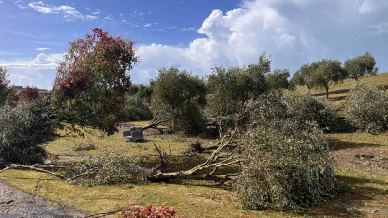 Trees are ripped down along Petra Way.