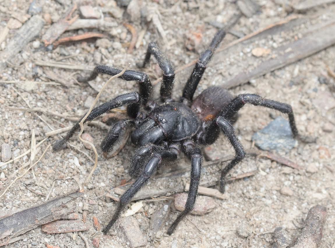Lachlan Copeland, an ecologist and nature photographer, safely caught the funnel-web and released it into bushland near Coffs Harbour.