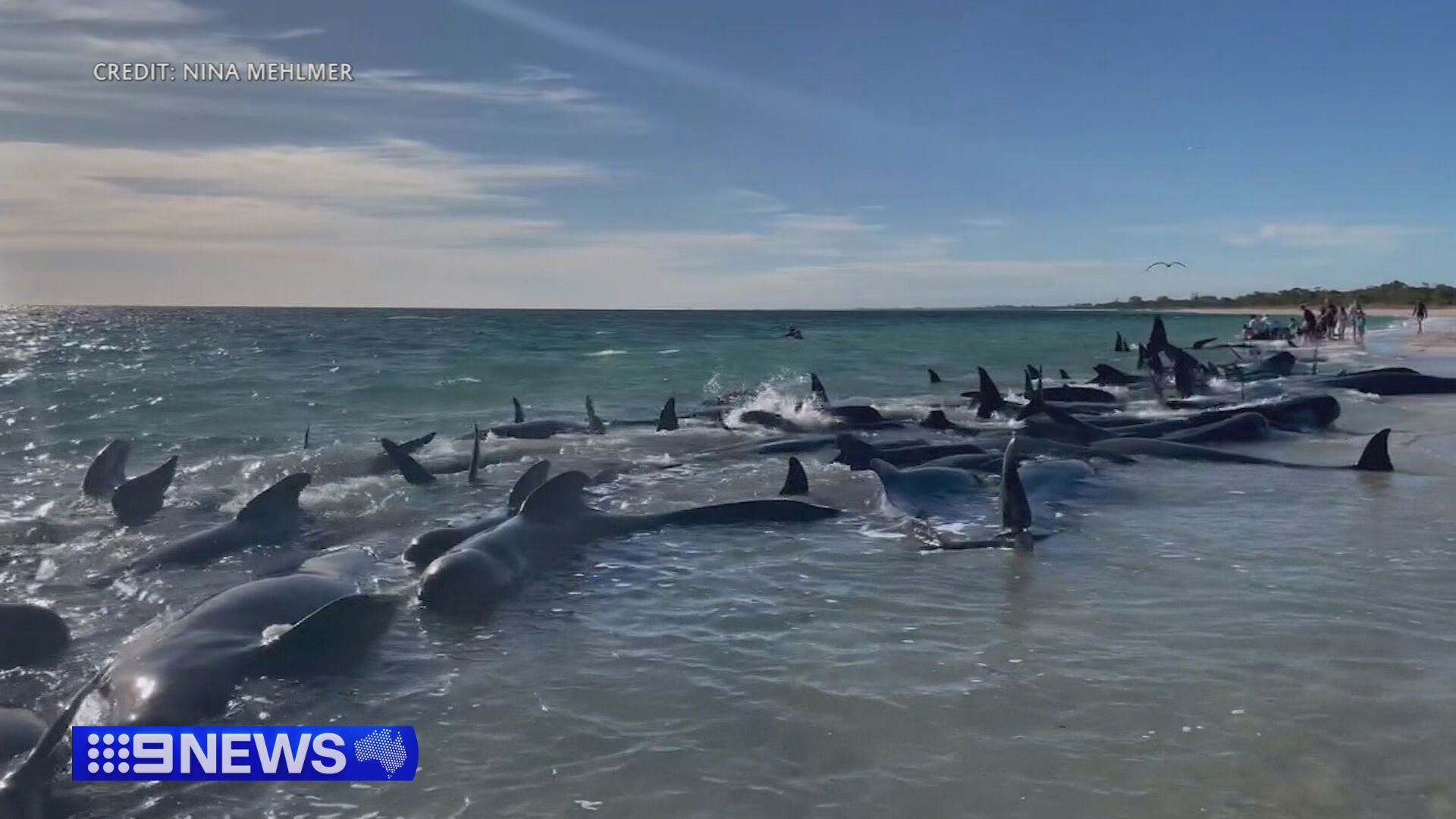 Whales beached.