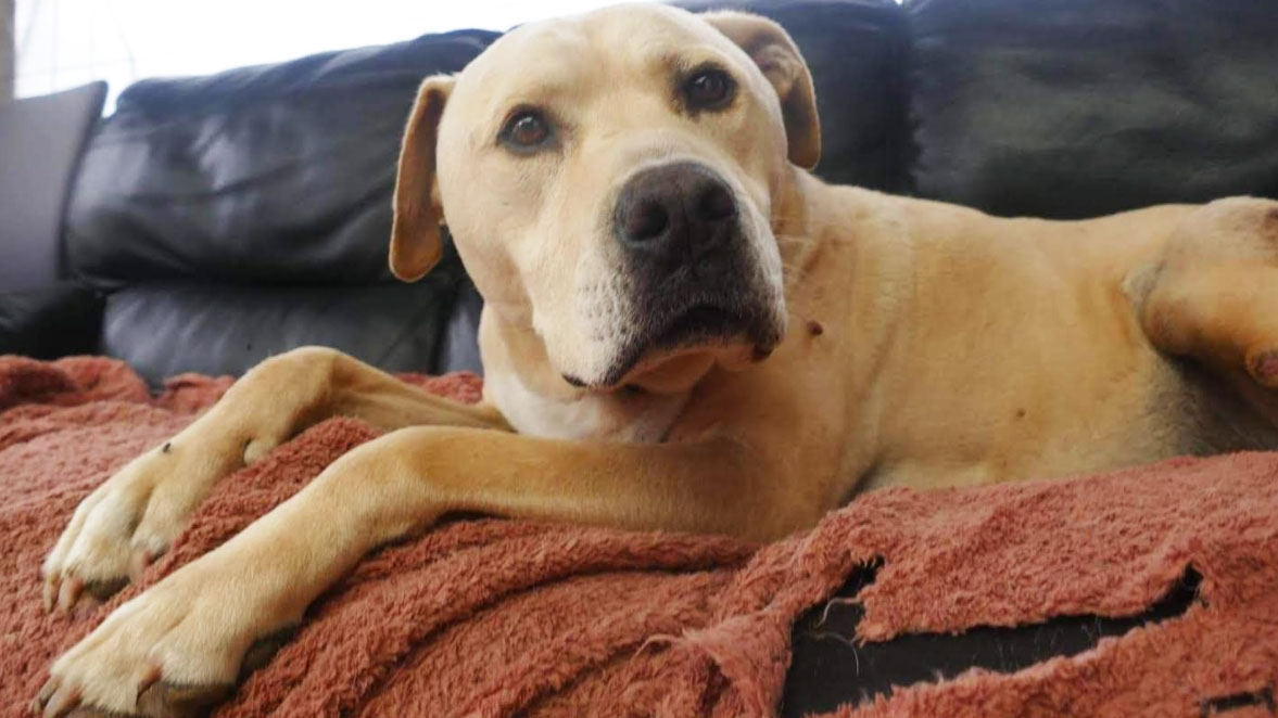 Scooby was sick for two weeks before he passed away.
