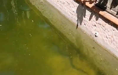 Twin Waters snake pool