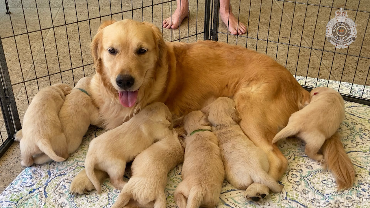 All of the puppies have been returned to the owner.
