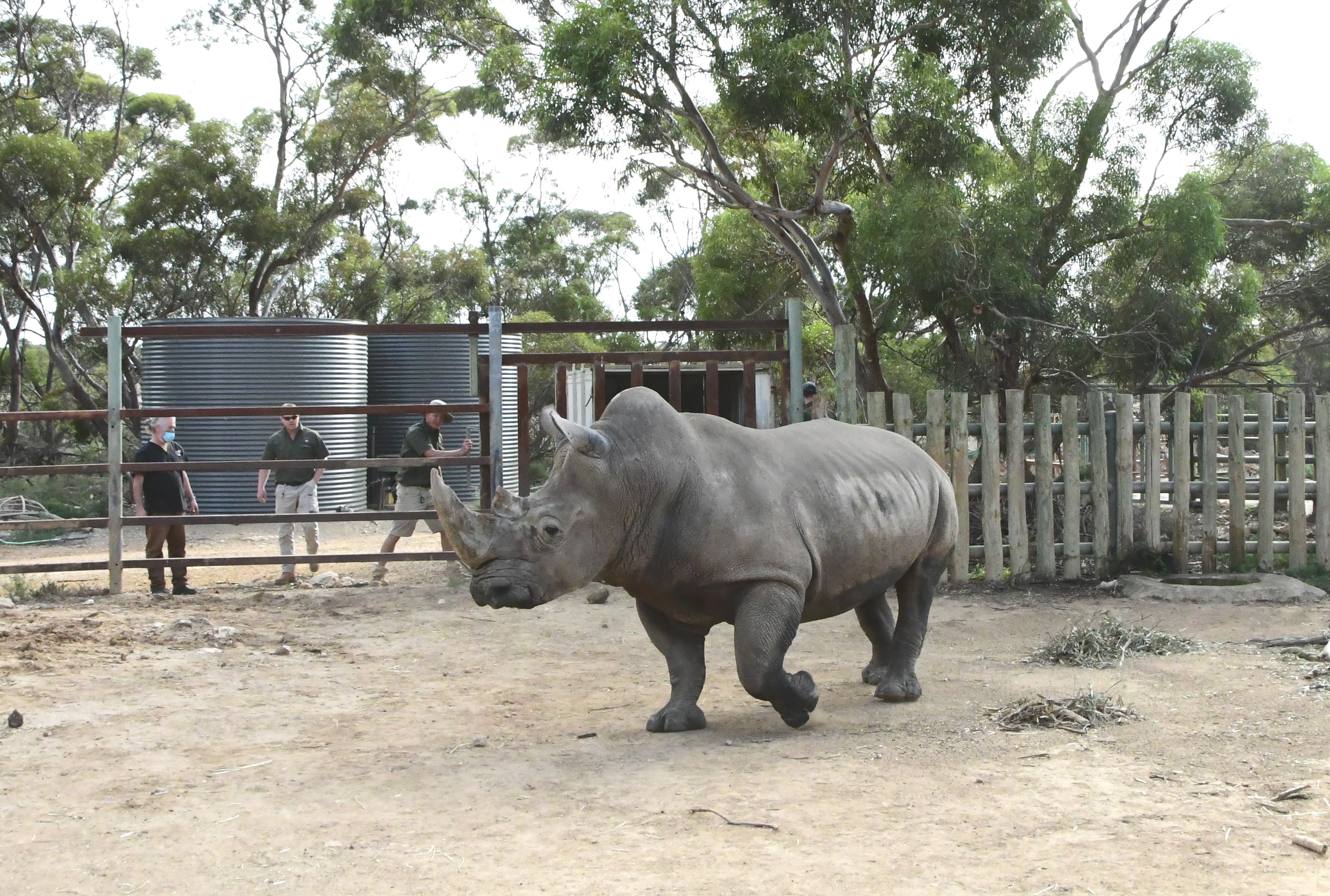 Southern White Rhinoceros survival: Giant swap to help rhinoceros