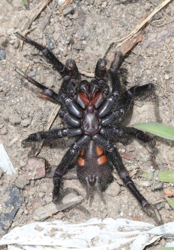 Copeland, a father of two, flipped the spider over to show the size of its fangs.
