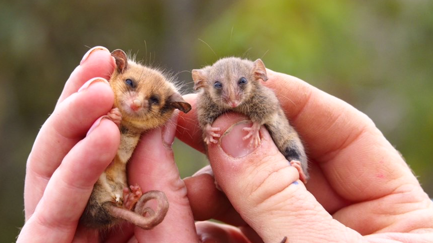 A Western pygmy possum (left), and a Little pygmy possum (right) were found during the survey. 