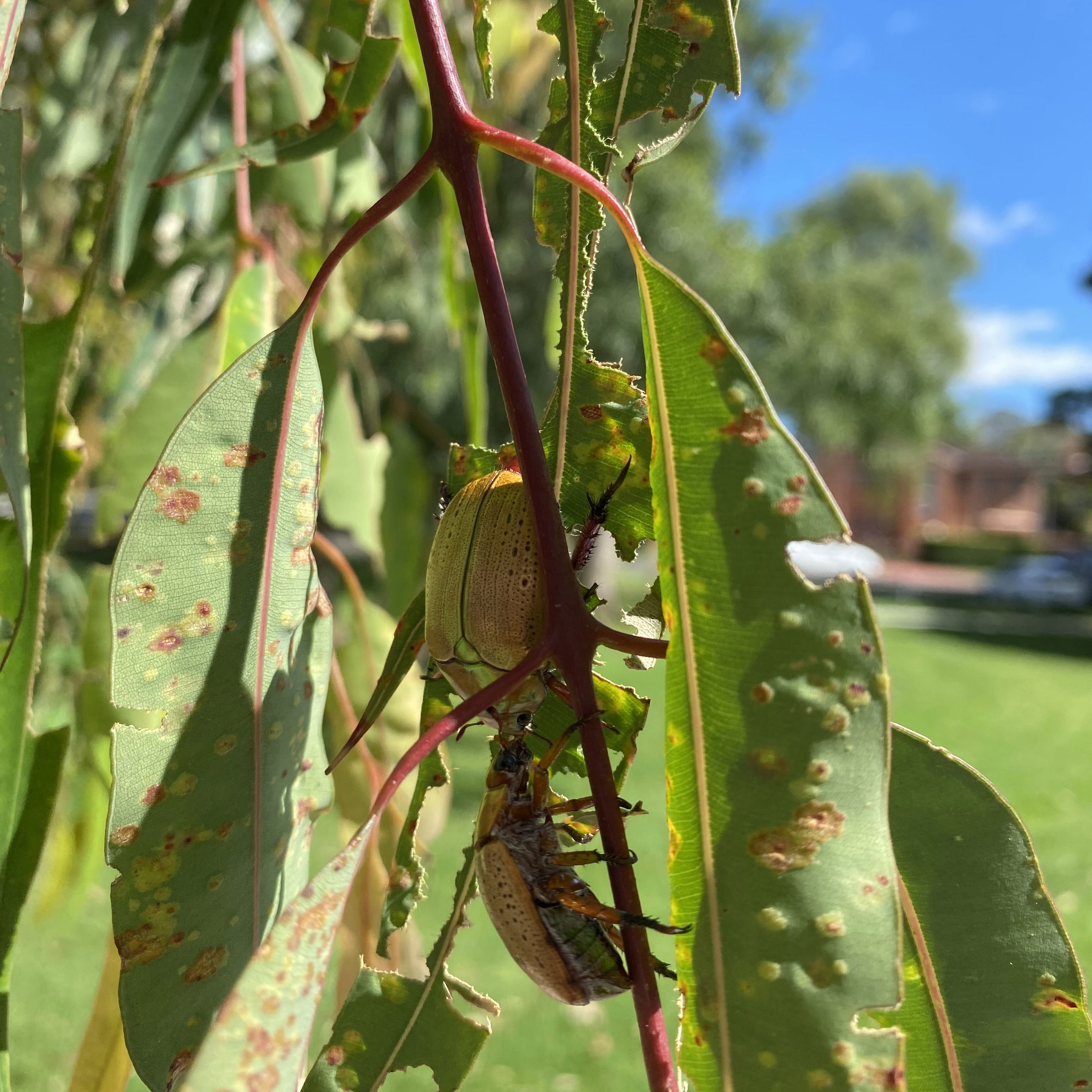 Christmas beetles, clustered on a tree in a park in Sylvania, Sydney.