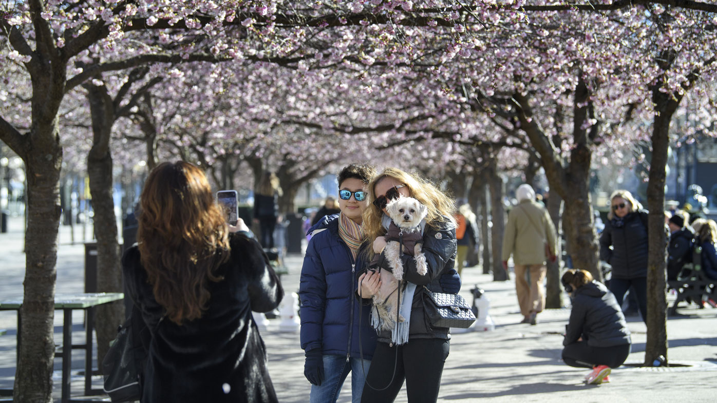 A couple poses for a photo while strolling with others among the blooming cherry trees in Kungstradgarden park in Stockholm, Sweden. The country has one of the most relaxed strategies in place when it comes to dealing with the coronavirus pandemic.