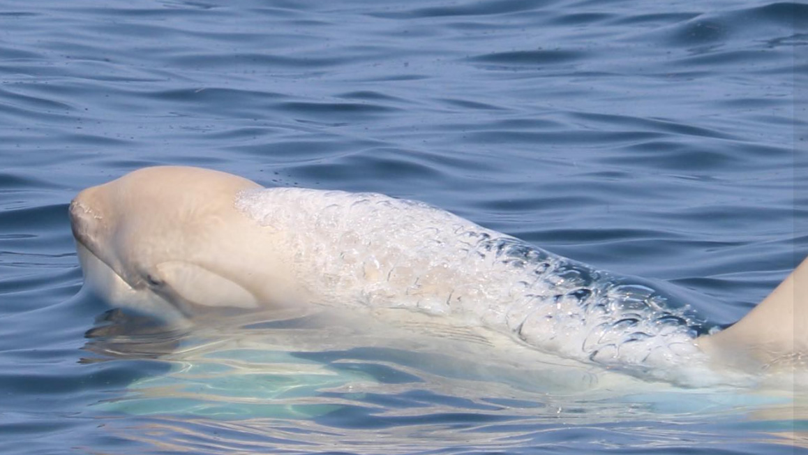 rare albino killer whale