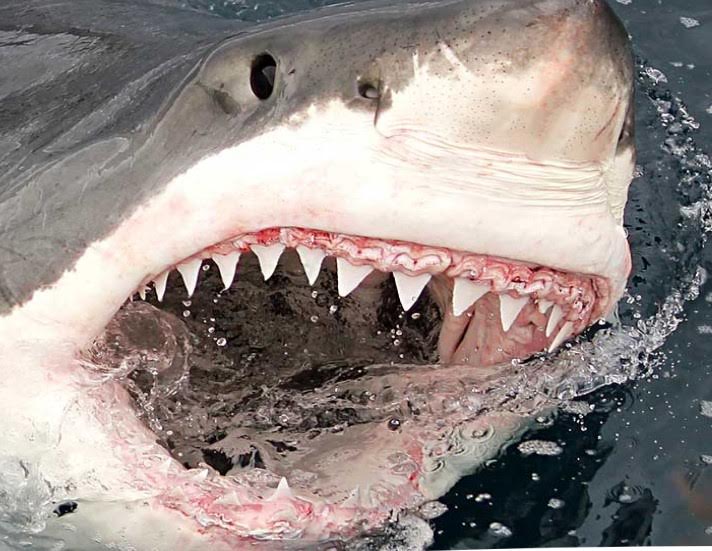 Shark sightings have increased off the Great Australian Bight in recent months. 