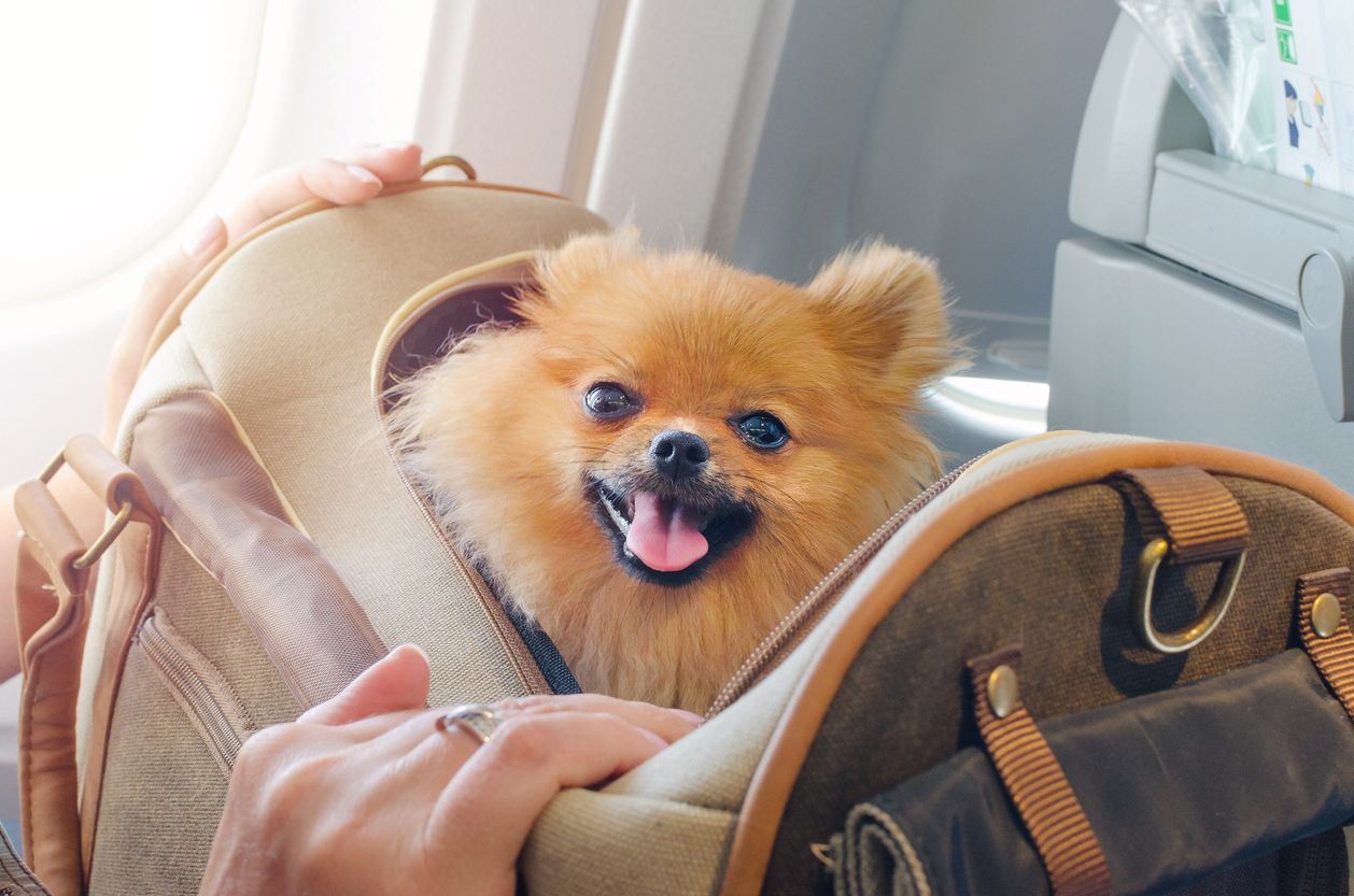 Pets allowed on Australian aeroplanes under new aviation laws