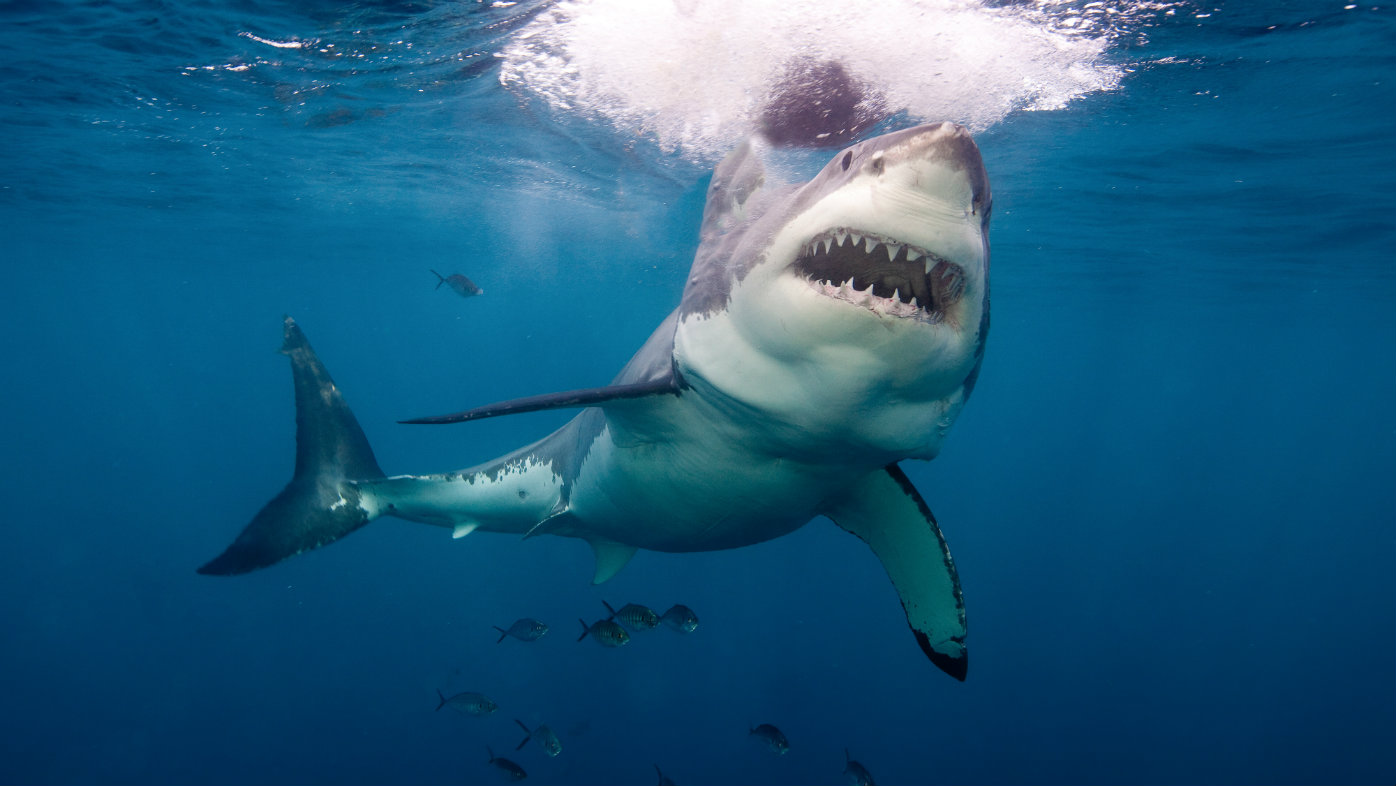 Shark culling Queensland government loses Federal Court appeal to use ...