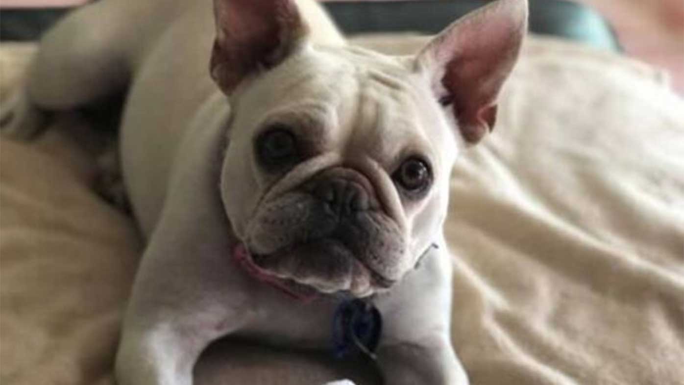 Rspca french sale bulldog