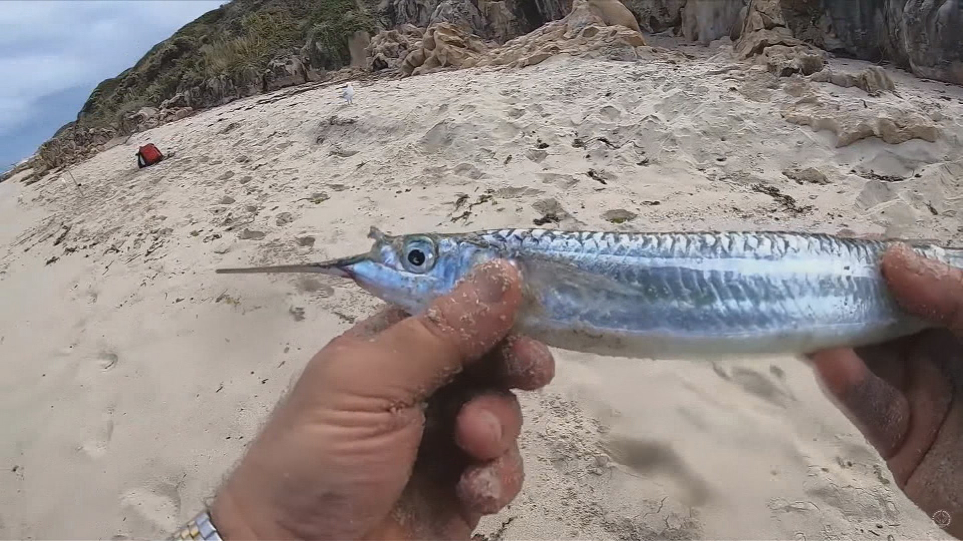 A Perth man has suffered a freak injury while surfing in Indonesia - impaled in the face by a fish.