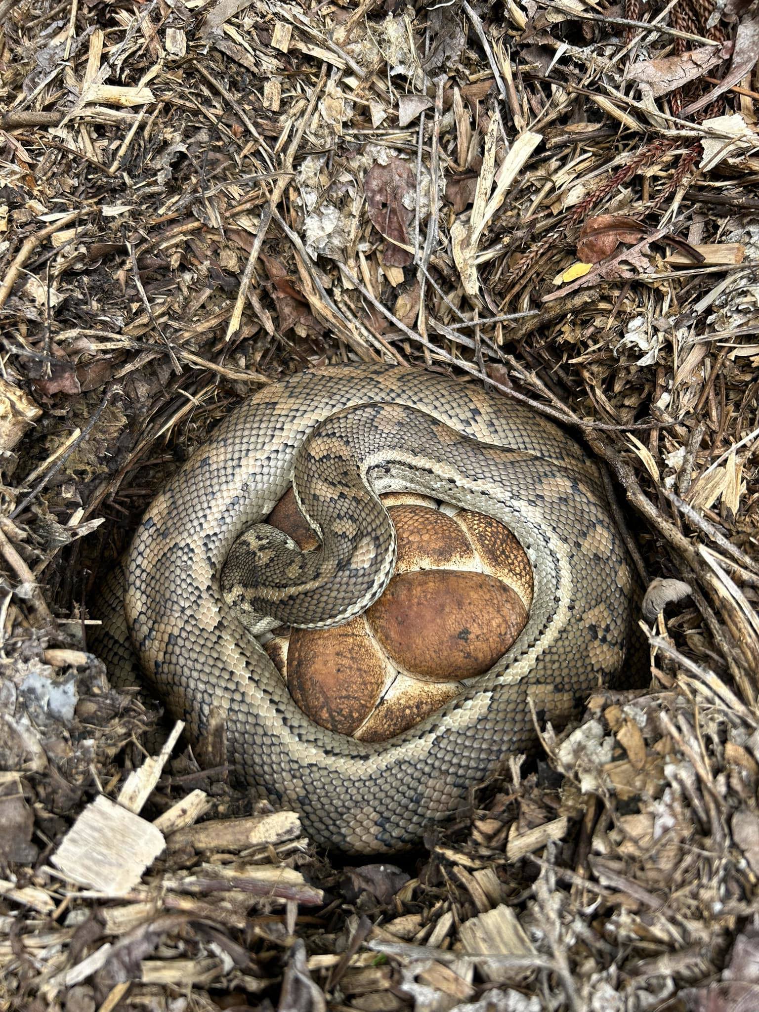 You'd be forgiven for thinking this coastal carpet python is guarding ﻿bread rolls.