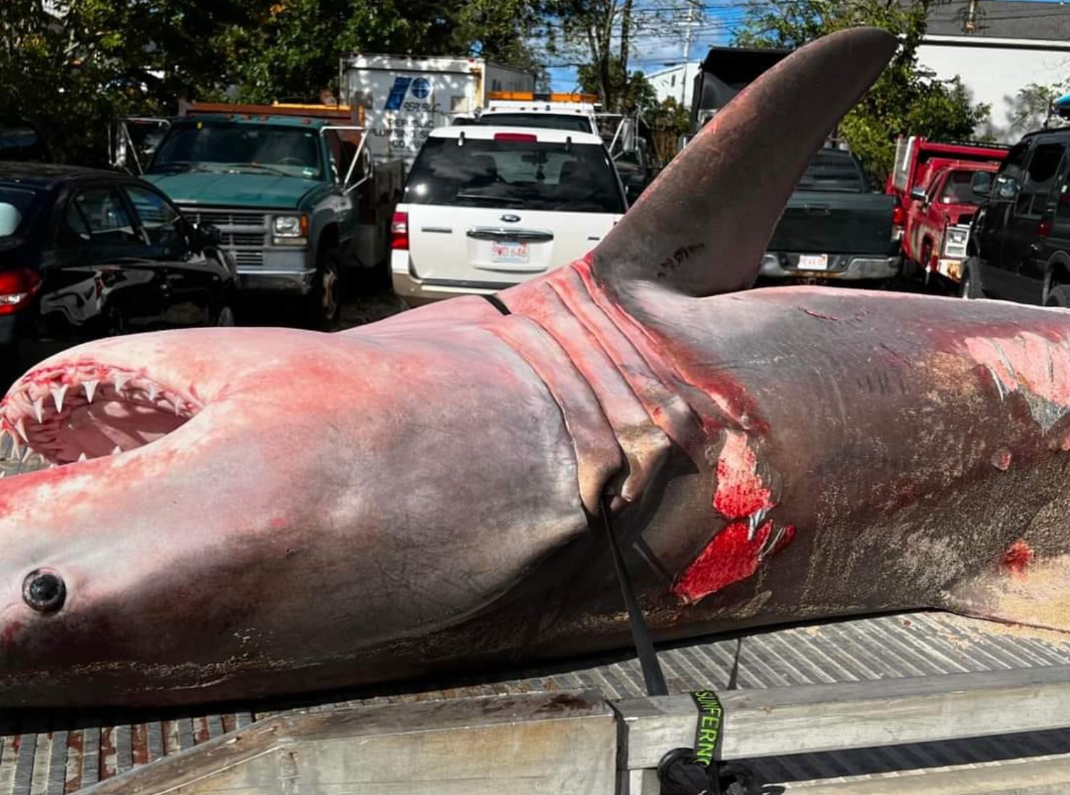 The shark had several large gashes along its side.