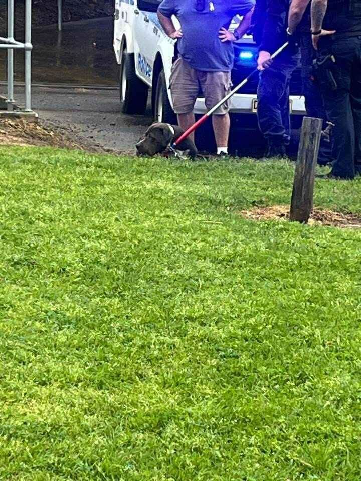 NSW Police and Penrith City Council rangers secured the dogs.