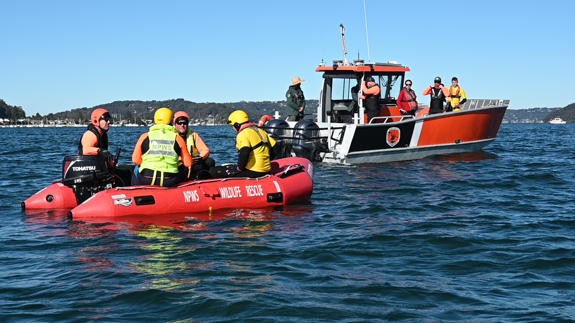 An inflatable vessel returns to NSW National Park's boat following a successful cut. 