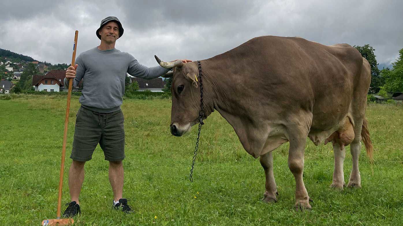 Antonio J Osuna-Mascaro said the intelligence of cows is under-studied compared to other animals.